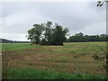 Stubble and coppice, Ashwicken in PE32 1LR
