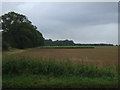 Farmland near Watcher's Wood in Gayton & Grimston Ward