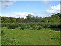 Plantation of Christmas trees, Burnt Hill in RG18 0NF