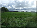 Crop field, Lexham in PE32 2SA