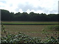 Fields towards Great Wood in PE32 2QL