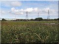 Reed bed with pylons in Connah's Quay Community