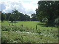 Grazing beside Great Wood in PE32 2QL