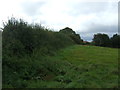 Grazing and hedgerow near Punch Farm in PE32 2YQ