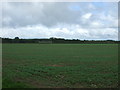 Crop field off Litcham Road, Hulver Hill in PE32 2RT