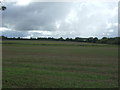 Young crop field near Longham Hall in NR19 2RJ