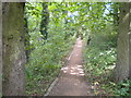 Woodland path near Warp Mill, Papplewick in NG15 8BT