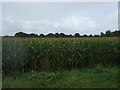 Maize crop off Elsing Road in NR20 3EP