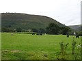 Sheep and young cattle below Moel lart in SY17 5AD