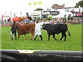 176th Dorchester Show - Main Ring in DT2 7FR