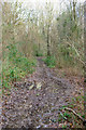 Muddy bridleway, Ifold Copse in RH14 0QF