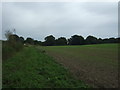 Field margin near Whitlingham Sewage Treatment Works in NR13 5HH