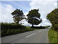 Trees by a field gateway, Holsworthy Road, near Yelland in EX20 4NB