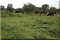 Cattle on Beaford Moor in EX18 7PP
