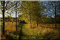 Path through birch plantation, south of Chapel Farm in IP15 5QE