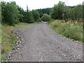 Forest track from Sowens Knowe to road in DG3 5HL