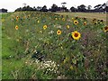 Sunflower strip, Archerfield Home Farm in EH39 5HG