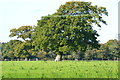 Tree in field near Hilltop House in SO42 7YT