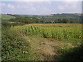 Maize field in Taw valley in EX37 9BG