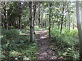 Pathway through Gross' Wood in TA14 6SS