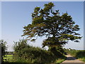 Beech by the lane in Burrington