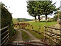 Cattle grid and Driveway, Winsley in EX32 7QW