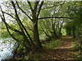 Tree lined path along the River Wreake in LE7 1NR