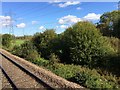 View from a Didcot-Worcester train - Scrubby woodland and power cables in OX14 3NG