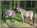Konik horses at Wildwood Discovery Park in CT6 7LH
