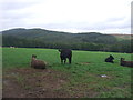 Cattle near Glenburnie in TD4 6EF