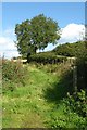 Footpath to Frankley Beeches in B32 4BE