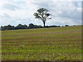 Tree in a stubble field in DY9 9XJ