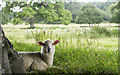 Sheep, Montacute Park in BA22 8TN