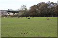 Sheep grazing, Helyg-fach in SA43 2HQ