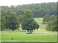 Trees and grassland at the northern end of Chatsworth Park in DE45 1SS
