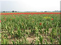 Field of Gladioli in PE11 4BW