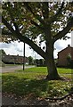 Tree at Hesketh Close in Eyres Monsell, Leicester in LE2 9PJ