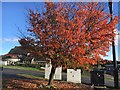 A cherry tree outside the Cherry Tree in S7 1SF