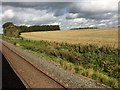 View from a Didcot-Worcester train - Fields and woods near Bruern Abbey in OX7 6PY