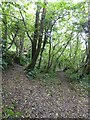Paths to the station through woods north of Bere Alston in PL20 7HB