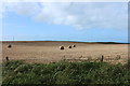 Harvest Time near North Lossat in DG9 0PA