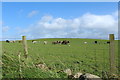 Cattle at Knockoudie in DG9 0PX