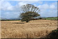Tree in the Crop Field in DG9 0PX