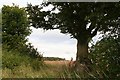 Tree and view from Owmby Wold Lane in DN38 6AG