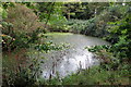 Pond in the woodland by the bridleway in MK43 8BT