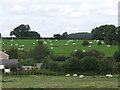 Big square haylage bales either side of Offa's Dyke in SY10 9DU