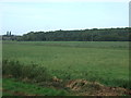 Grazing towards Reffley Wood in PE30 3UW