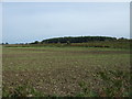Field off Lynn Lane in Massingham with Castle Acre Ward