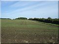Young crop field near Great Massingham in PE32 2HA