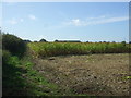 Maize crop near Fincham Farm in PE32 2SL